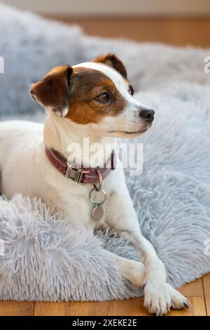 Portrait d'un chien Jack Russell mignon Banque D'Images