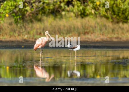 Magnifique oiseau rose, bec de cuillère rosé (Platalea ajaja), échassier grégaire de la famille ibis et bec de cuillère. Santa Catalina, département de Bolivar. Banque D'Images