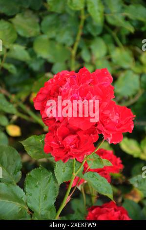 Copenhague/ Danemark/28 juin 2024/plantes de roses et de fleurs roses dans un petit jardin de rue à Kastrup. (Photo. Francis Joseph Dean/Dean Pictures) (non destiné à un usage commercial) Banque D'Images