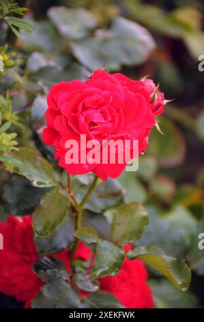 Copenhague/ Danemark/28 juin 2024/plantes de roses et de fleurs roses dans un petit jardin de rue à Kastrup. (Photo. Francis Joseph Dean/Dean Pictures) (non destiné à un usage commercial) Banque D'Images