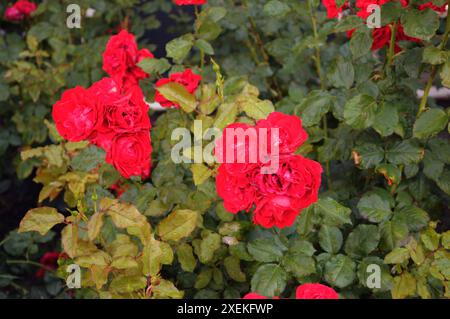 Copenhague/ Danemark/28 juin 2024/plantes de roses et de fleurs roses dans un petit jardin de rue à Kastrup. (Photo. Francis Joseph Dean/Dean Pictures) (non destiné à un usage commercial) Banque D'Images