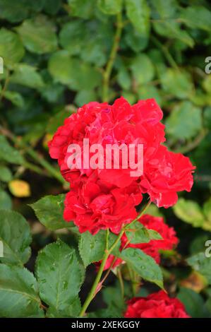 Copenhague/ Danemark/28 juin 2024/plantes de roses et de fleurs roses dans un petit jardin de rue à Kastrup. Photo. Francis Joseph Dean/Dean images non destinées à un usage commercial Banque D'Images