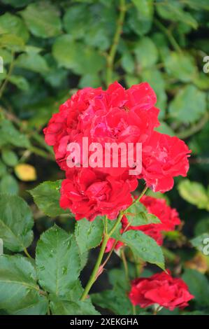 Copenhague/ Danemark/28 juin 2024/plantes de roses et de fleurs roses dans un petit jardin de rue à Kastrup. Photo. Francis Joseph Dean/Dean images non destinées à un usage commercial Banque D'Images