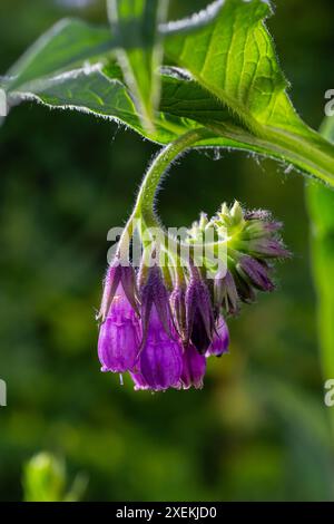 Dans la prairie, parmi les herbes sauvages, la comfréy Symphytum officinale fleurit. Banque D'Images