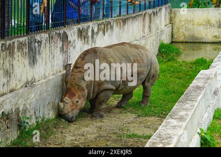 Gros rhinocéros blanc mangeant de l'herbe dans le zoo Banque D'Images