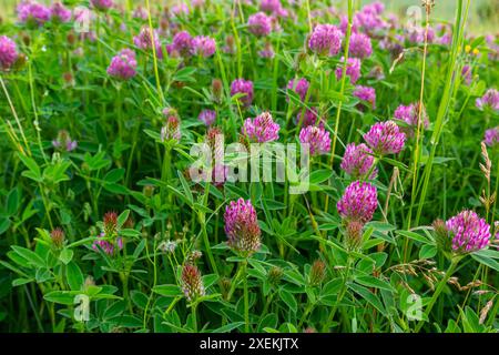 Il s'agit du Trifolium alpestre à fleurs sauvages, du trèfle globe violet ou du trèfle à tête de chouette, de la famille des Fabaceae. Banque D'Images