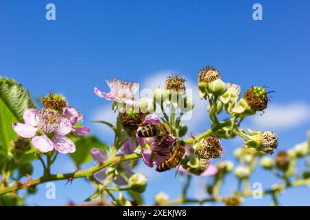 Fleurs et bourgeons de mûre rose doux au printemps - Rubus fruticosus. Banque D'Images