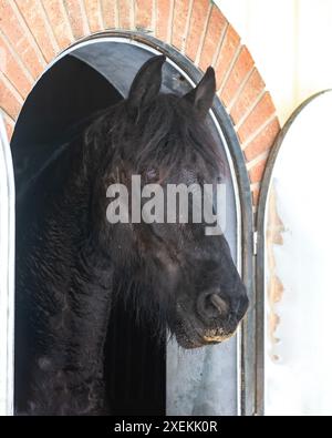 Cheval noir frison sortant sa tête de sa stalle en hiver Banque D'Images