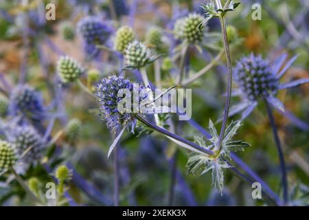 Eryngium Planum ou Blue Sea Holly - Flower Growing on Meadow. Plantes herbères sauvages. Banque D'Images