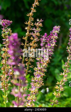 Fleurs bleu violet foncé, Salvia nemorosa Ostfriesland. Fleur violette haute. Salvia, Nepeta. Balkan Clary - Salvia sylvestris. Banque D'Images