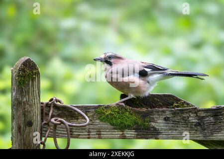 Jay eurasien, Garrulus glandarius, perché sur une porte Banque D'Images