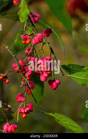 Euonymus europaeus, gros plan sur les fruits roses du fuseau commun. Banque D'Images