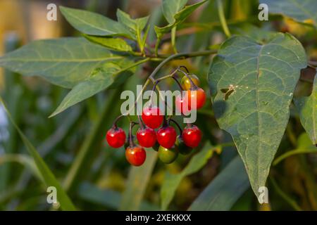 Baies rouges de l'ombre de nuit boisée, également connu sous le nom de doux-amer, Solanum dulcamara vu en août. Banque D'Images