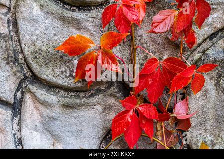 Vue de belles feuilles décolorées rouges d'une plante Parthenocissus tricuspidata sur un mur de pierre grise, espace de copie. Banque D'Images