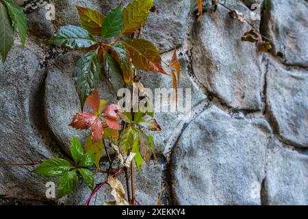 Vue de belles feuilles décolorées rouges d'une plante Parthenocissus tricuspidata sur un mur de pierre grise, espace de copie. Banque D'Images