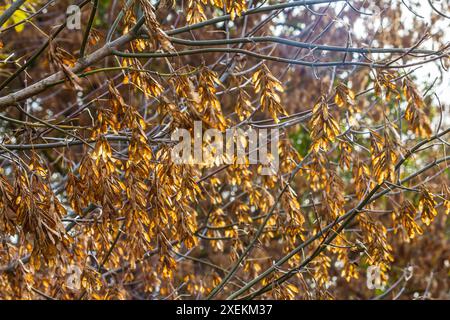 Graines d'érable jaune contre le ciel bleu. Macro. Branches d'érable aux graines dorées par temps clair et ensoleillé. Gros plan. Concept du début du printemps. Beau et lumineux Banque D'Images