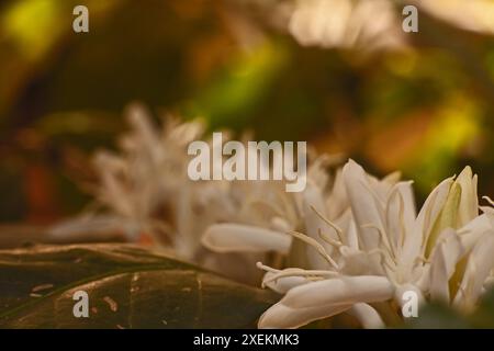 Macro fleurs de café 16139 Banque D'Images