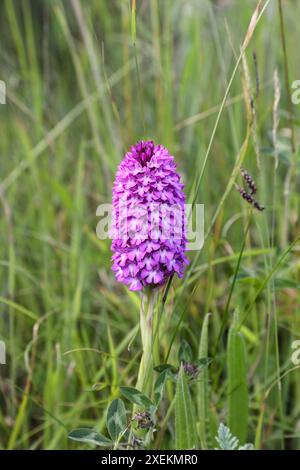 Orchidée pyramidale (Anacamptis pyramidalis) poussant dans un habitat de prairie le long du sentier de longue distance Cleveland Way, North Yorkshire, Royaume-Uni Banque D'Images