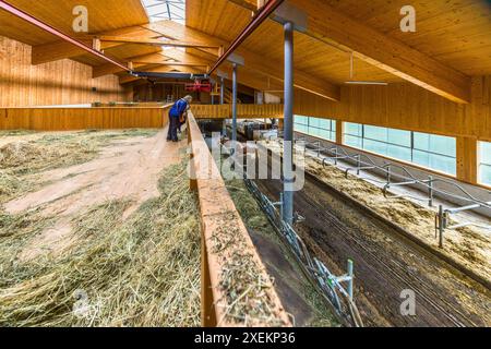 Les vaches Pinzgau de Bettina et Manfred Huber sont gardées dans un système moderne de logements à la ferme Promegghof à Großarl. Les vaches peuvent se déplacer librement et avoir beaucoup d'espace dans la grange moderne de stalle libre. En été, il n'y a qu'une seule vache gestante ici. Le troupeau est sur le pâturage de montagne. Promegg, Salzbourg, Autriche Banque D'Images