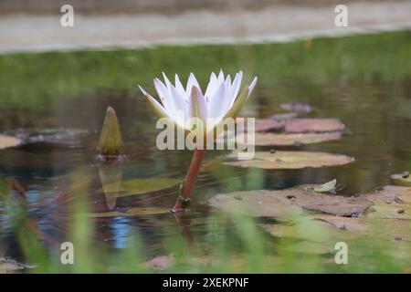 Un superbe nénuphar violet avec un centre jaune vif flotte gracieusement sur un étang, accompagné d'un seul matelas de nénuphars. L'eau calme améliore le tra Banque D'Images