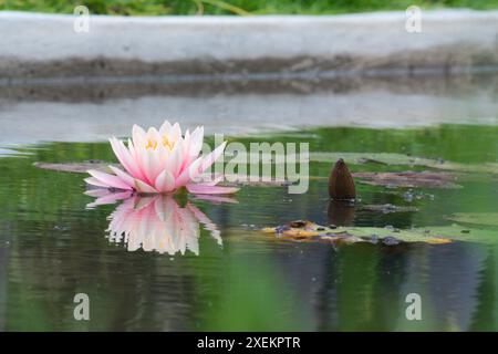 Un superbe nénuphar violet avec un centre jaune vif flotte gracieusement sur un étang, accompagné d'un seul matelas de nénuphars. L'eau calme améliore le tra Banque D'Images