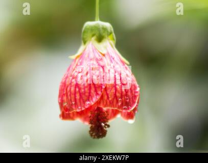 Abutilon Mega Pulse, fleur de lanterne chinoise pleurant sur un fond naturel Banque D'Images