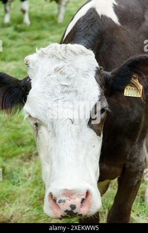 Une vache laitière regarde hors d'un champ à Grasmere, Lake District, Cumbria Banque D'Images