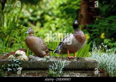 Canards mâles et femelles debout sur un mur Banque D'Images