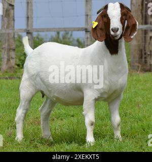 Chèvre femelle Boer très récompensée au Brésil. Le Boer est une race développée en Afrique du Sud Banque D'Images