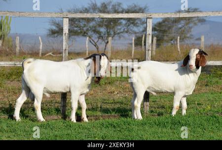 Jeunes chèvres boer mâles à la ferme Banque D'Images