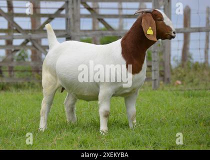 Chèvre femelle Boer très récompensée au Brésil. Le Boer est une race développée en Afrique du Sud Banque D'Images