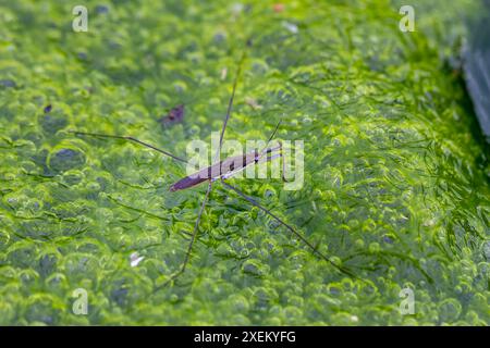 Un strider d'eau délicat s'équilibre sur des bulles d'algues vertes vibrantes dans un étang d'eau douce. Capturer la complexité de la nature, Wulai, Taiwan. Banque D'Images