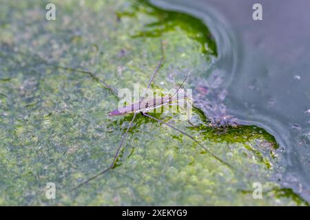 Un strider d'eau délicat s'équilibre sur des bulles d'algues vertes vibrantes dans un étang d'eau douce. Capturer la complexité de la nature, Wulai, Taiwan. Banque D'Images