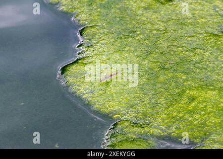 Un strider d'eau délicat s'équilibre sur des bulles d'algues vertes vibrantes dans un étang d'eau douce. Capturer la complexité de la nature, Wulai, Taiwan. Banque D'Images