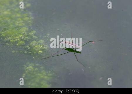 Un strider d'eau délicat s'équilibre sur des bulles d'algues vertes vibrantes dans un étang d'eau douce. Capturer la complexité de la nature, Wulai, Taiwan. Banque D'Images