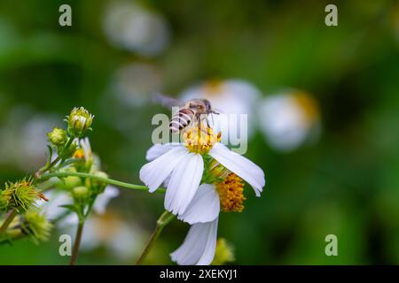 Gros plan d'une abeille à miel orientale sur une fleur blanche de Bidens pilosa, aux pattes chargées de pollen. Wulai, Taiwan. Banque D'Images