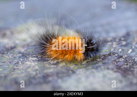 Vue détaillée d'une larve de lichen orange et noir avec des poils touffetés. Capture la texture et les couleurs uniques, Wulai, Taiwan. Banque D'Images