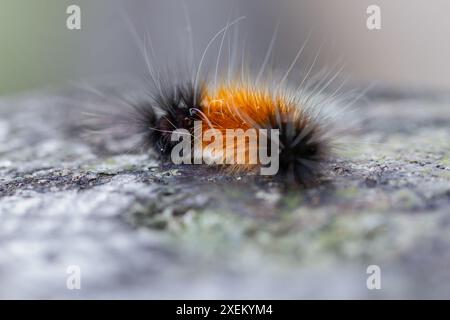 Vue détaillée d'une larve de lichen orange et noir avec des poils touffetés. Capture la texture et les couleurs uniques, Wulai, Taiwan. Banque D'Images