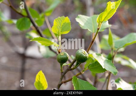 Figs Tree avec Figs non mûrs dans l'arbre Banque D'Images