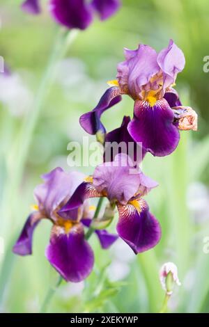 Fleurs d'iris jaune violet sur fond vert flou, macro photo verticale avec flou flou de flou. Iris Germanica Banque D'Images