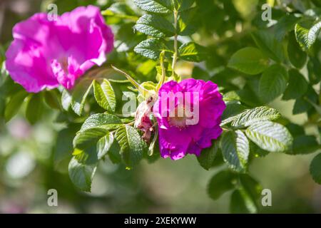 Fleurs sauvages de rose de chien sur une journée d'été ensoleillée, photo macro avec flou sélectif Banque D'Images