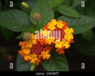 lantana de l'Inde occidentale [Lantana camara] Banque D'Images