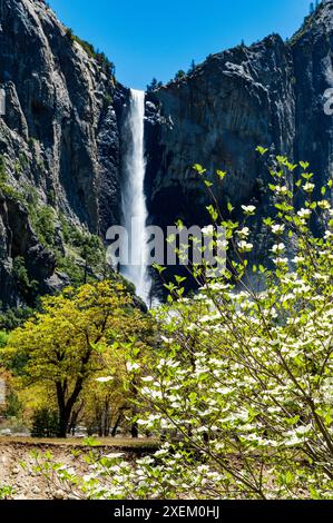 Dogwood Tree en fleurs ; Bridalveil Falls ; Parc national de Yosemite ; Californie ; États-Unis Banque D'Images