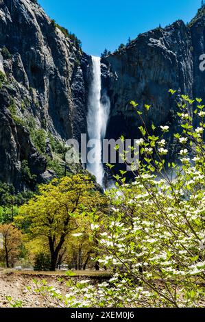 Dogwood Tree en fleurs ; Bridalveil Falls ; Parc national de Yosemite ; Californie ; États-Unis Banque D'Images