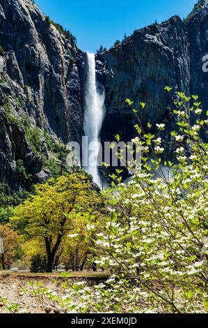 Dogwood Tree en fleurs ; Bridalveil Falls ; Parc national de Yosemite ; Californie ; États-Unis Banque D'Images