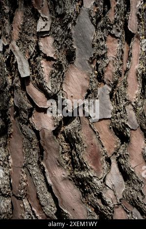 Détail en gros plan des textures de l'écorce d'arbre ; Madrid, Espagne Banque D'Images