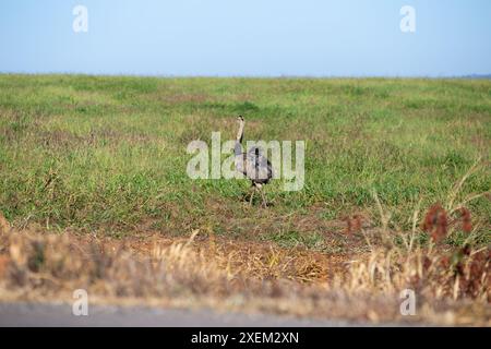 Goiania, Goias, Brésil – 16 juin 2024 : une uem seule dans un pâturage agricole. Banque D'Images