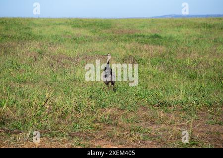 Goiania, Goias, Brésil – 16 juin 2024 : une uem seule dans un pâturage agricole. Banque D'Images