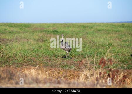 Goiania, Goias, Brésil – 16 juin 2024 : une uem seule dans un pâturage agricole. Banque D'Images