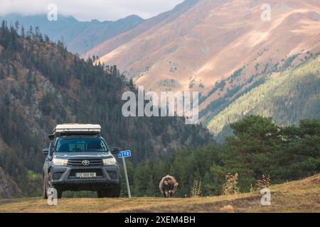 Véhicule utilitaire sport stationné à un kilométrage avec une vache solitaire debout sur le bord de la route à Omalo dans le parc national de Tusheti, Géorgie Banque D'Images